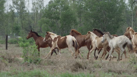 slow motion tracked footage of a young beautiful herd running freely in nature