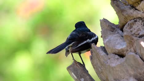 La-Urraca-robin-Oriental-Es-Un-Ave-Paseriforme-Muy-Común-En-Tailandia-En-La-Que-Se-Puede-Ver-En-Cualquier-Lugar