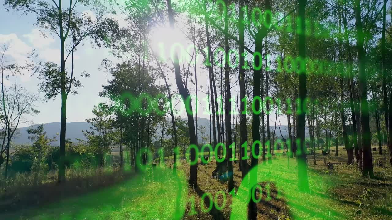 el bosque de los árboles de eucalipto. el contador de la deforestación. el código binario futurista en el bosque de los árbol de eucaliptus.