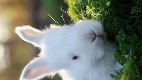 white rabbit eating parsley