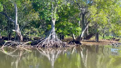 mangrove trees reflecting in calm water