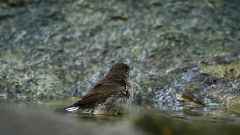 Red-throated-Flycatcher,-Ficedula-albicilla,-Thailand