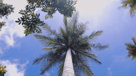 Palmeras-Sobre-Fondo-Azul