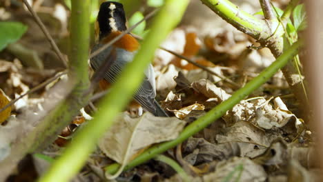 Varied-Tit-In-Bushes-Holding-Pine-Nut-in-Beak-Trying-to-Hide-Food---close-up