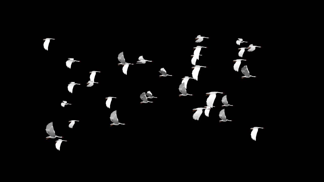 Flock of Birds in Flight