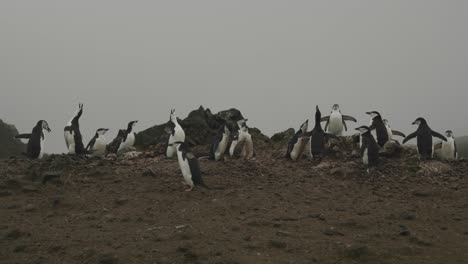 dolly shot alongside walking and calling chinstrap penguin colony on antarctic island