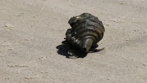 einsiedlerkrabbe bewegt sich langsam am sandstrand