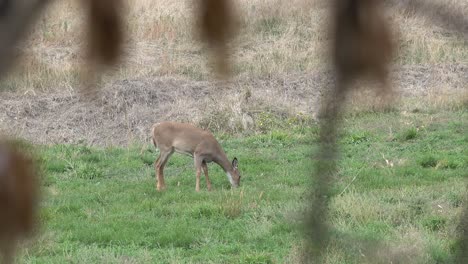 young antlerless deer grazing in open grass field looks at camera