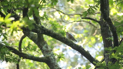 Pájaro-Tordo-De-Madera-En-Una-Rama-De-Roble-En-Una-Hermosa-Mañana-Verde-De-Primavera