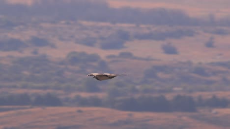buceando el buitre de pecho negro que baja sosteniendo sus alas firmes en un movimiento de caída