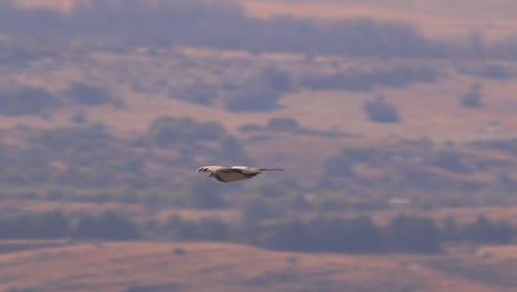 diving black chested buzzard coming down holding its wings steady in a swooping motion