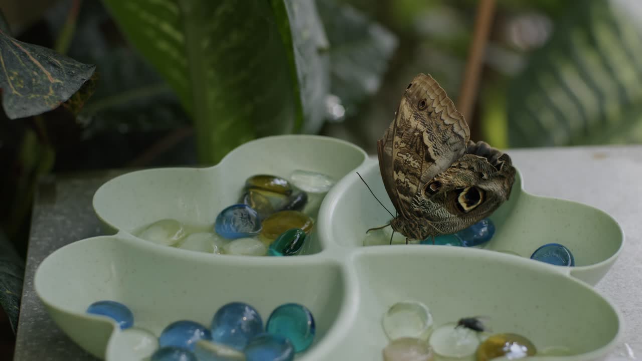 Butterfly eating on glass pebbles in Vienna butterfly house, peaceful tropical setting
