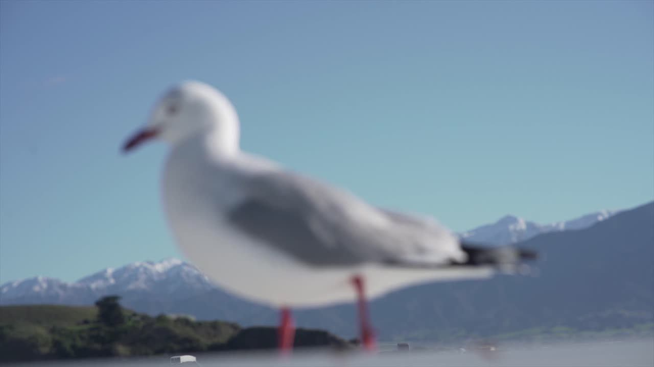Seagull close up