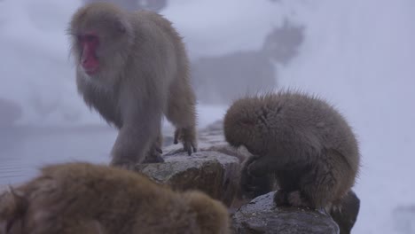 japanese macaques foraging for food along edge of geothermal pool, nagano