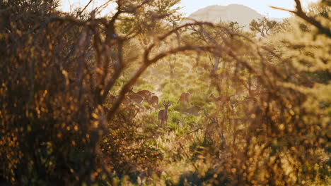 antelope grazing in the african savanna at sunrise