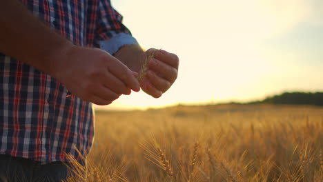 a close-up of a male farmer holds wheat in the sunlight and at sunset examines its spikes. brushes of rye in sunlight in the hands of an elderly farmer