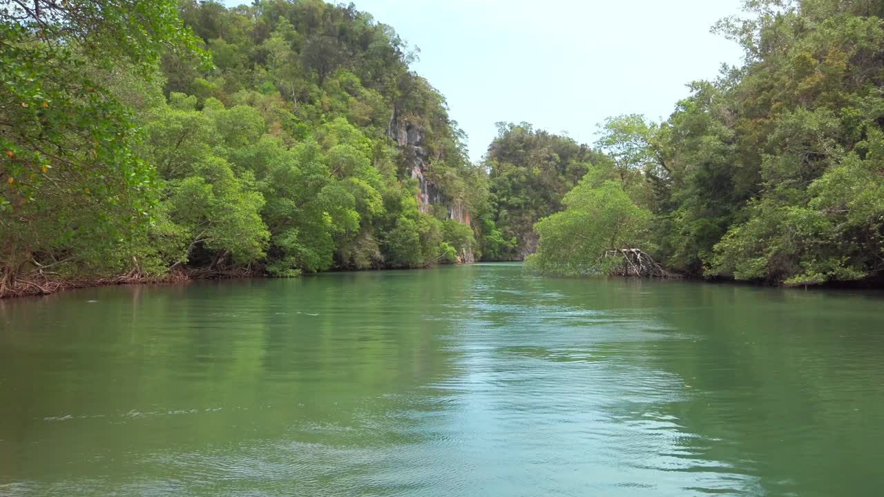 Mangroves tropical plant in Dominican republic. Outdoor. Travel. Excursion. Leaf, jungle.