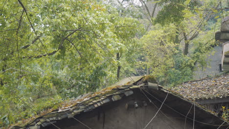 fallen leaves fell on the roof of the old house