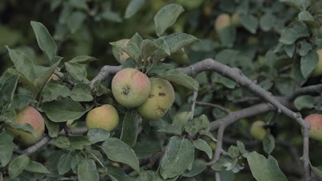 slow motion partial orbit of a apple tree filled with apples and beautiful leaves