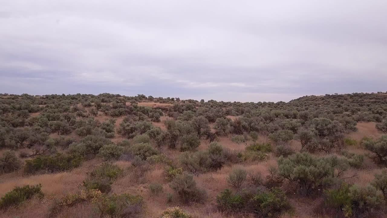 bajo sobrevuelo de salvaje arbusto de sagebrush en canalizados scablands, wa
