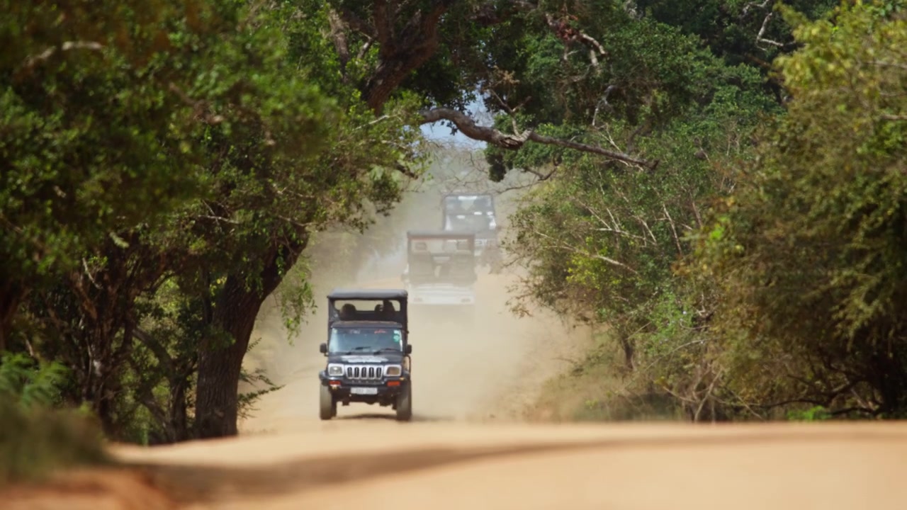 Jeep da safari che guidano lungo una strada sterrata e polverosa circondate da una fitta foresta tropicale, creando nuvole di polvere durante un safari faunistico in Sri Lanka