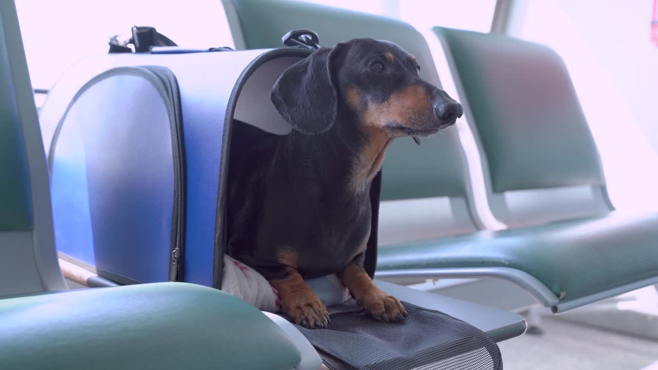 el perro dachshund negro y marrón gracioso se asoma de la bolsa especial para perros en el aeropuerto o la estación de tren, girando la cabeza de un lado a otro. fila de asientos vacíos. viajar con mascotas concepto.