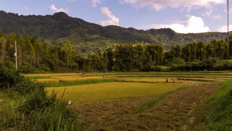 harvesting rice timelapse