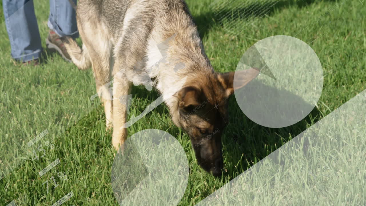 German Shepherd sniffing grass with digital data animation overlay in park