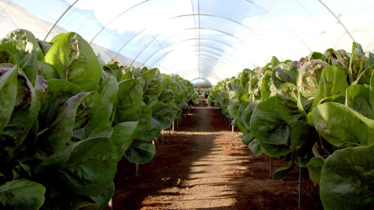 Growing organic lettuce, hydroponic farm with lush green plants in greenhouse, copy space