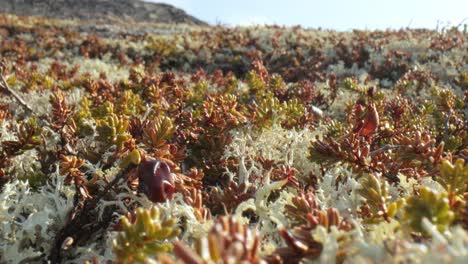 Flechtenmoos-Der-Arktischen-Tundra-Aus-Nächster-Nähe.-Es-Kommt-Hauptsächlich-In-Gebieten-Der-Arktischen-Tundra-Und-Der-Alpentundra-Vor-Und-Ist-äußerst-Kälteresistent.-Cladonia-Rangiferina,-Auch-Als-Rentierbecherflechte-Bekannt.