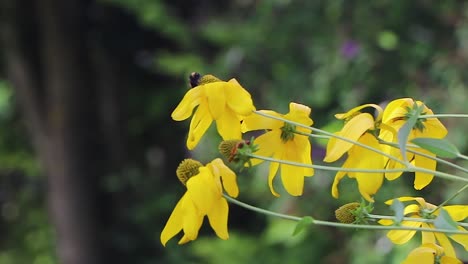 bee gathering pollen from yellow garden flowers