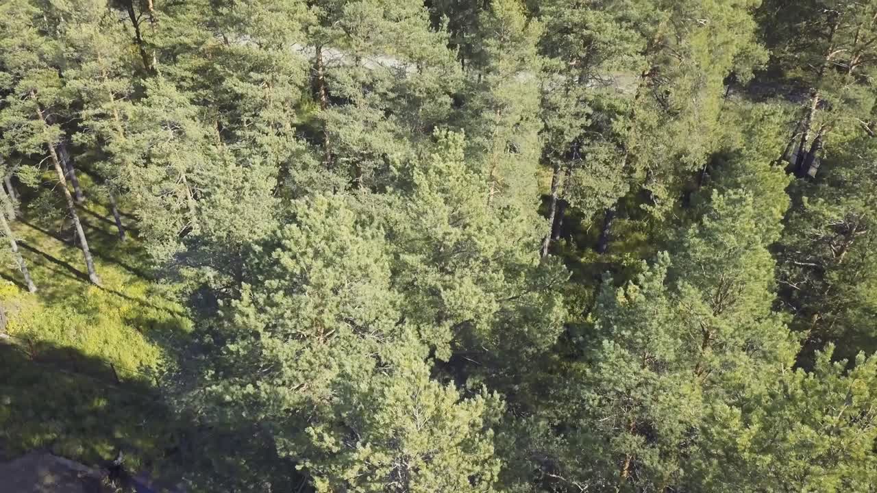 Aerial View of a Pine Forest with a Road