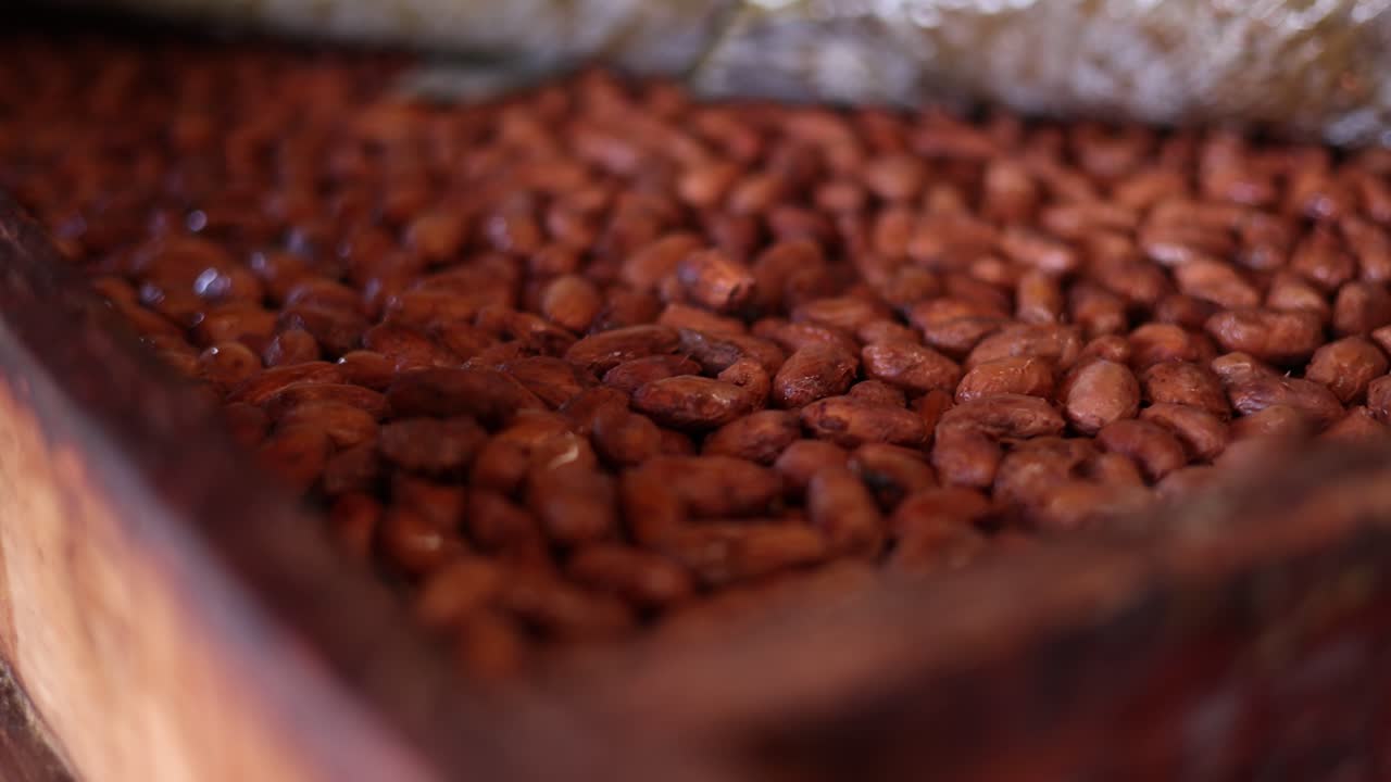 초콜릿 맛 을 살리기 위해 나무 상자 에서 발효 하는 카카오 콩