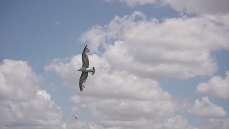 los pájaros están volando entre las nubes