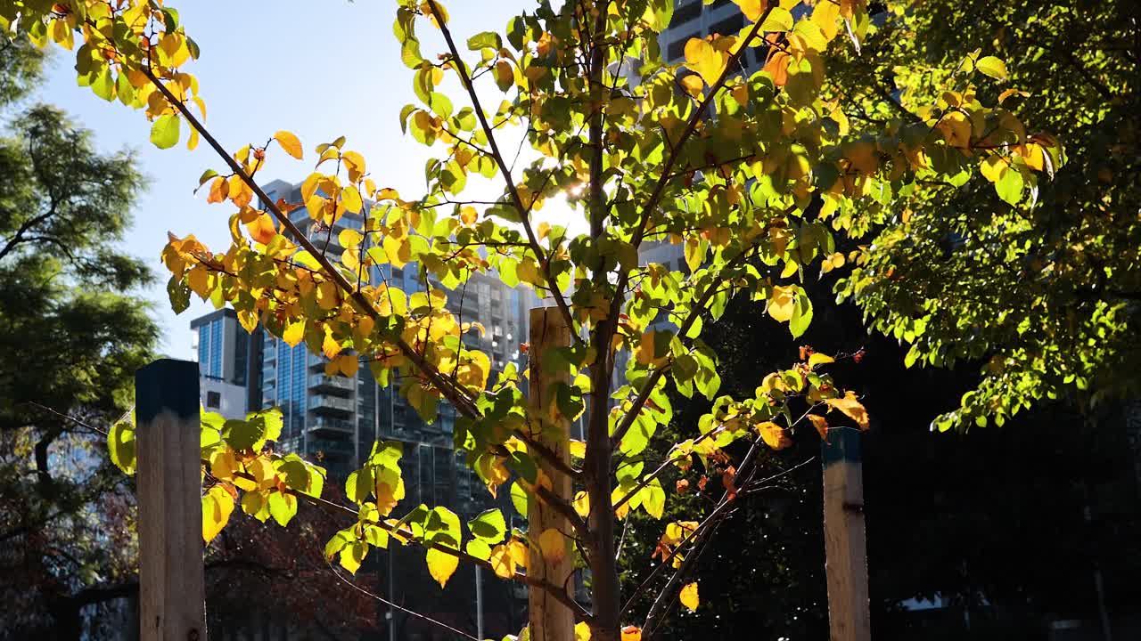 빛 이 정원 의 나무 잎 을 통해 필터링 된다