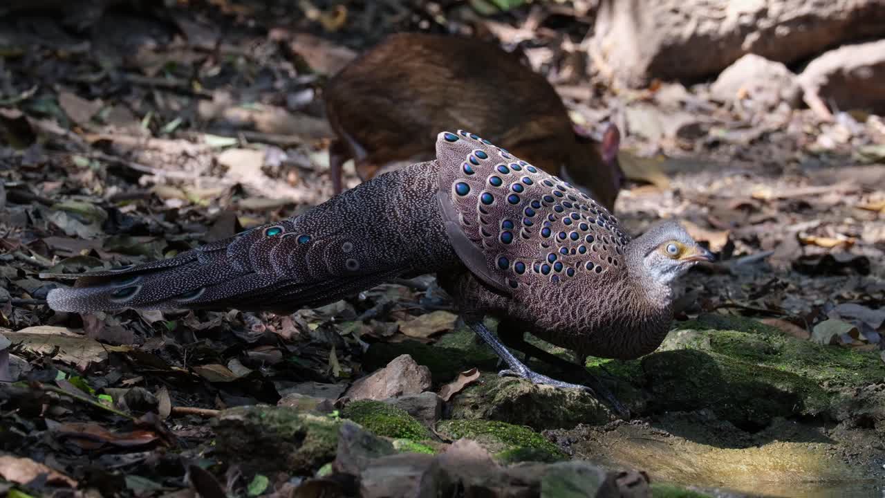 Camera zooms out while this Grey peacock-pheasant Polyplectron bicalcaratum, Male, is seen with a Lesser Mouse-deer deep in the forest, Thailand