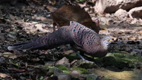 camera zooms out while this grey peacock-pheasant polyplectron bicalcaratum, male, is seen with a lesser mouse-deer deep in the forest, thailand