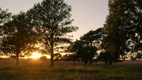 sunrise or sunset in a forest meadow