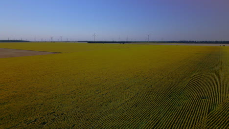 Das-Luftvideo-Zeigt-Atemberaubende-Bulgarische-Blumenfelder,-Die-Von-Einer-Drohne-Aufgenommen-Wurden,-Mit-Einer-In-Der-Ferne-Sichtbaren-Windkraftanlage