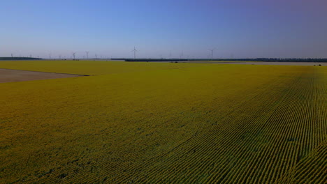 aerial video shows stunning bulgarian flower fields captured by drone, with a wind turbine visible in the distance