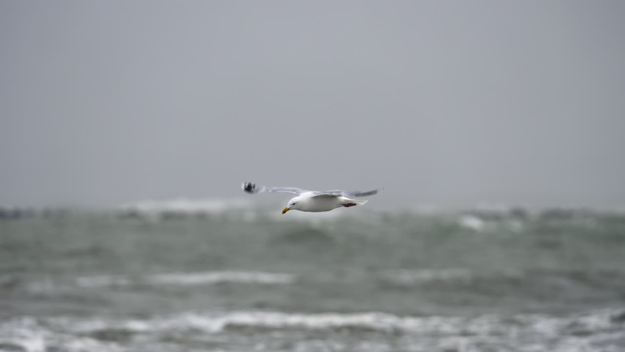 嵐の海を背景に、強風に抗って飛ぶのに苦労しているカモメ鳥