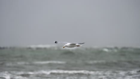 seagull bird struggling to fly against heavy wind, stormy sea in background