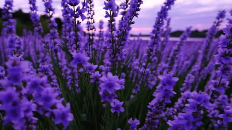 purple sunset over a lake and lavender field