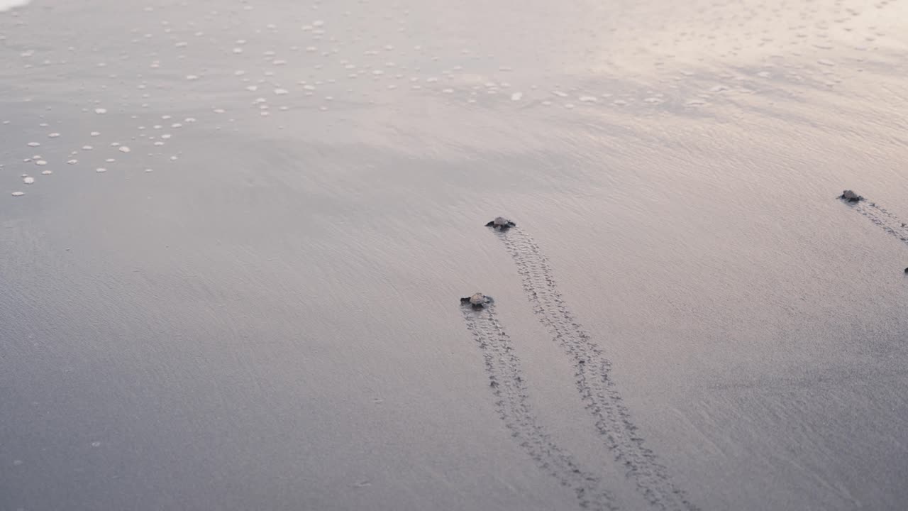 крошечные черепашки ползут к морю, и волна ударяет их, вид сзади