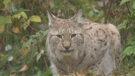 close up shot of eurasian lynx in hunting pose searching for it's prey in dense green forest