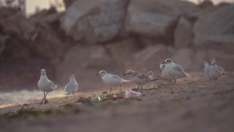 Möwen-Laufen-Am-Schmutzigen-Strand-Entlang-Und-Versuchen,-An-Nahrung-Zu-Kommen