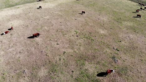 Vista-Aérea-De-Un-Campo-De-Granja-De-Vacas-Un-Día-Soleado