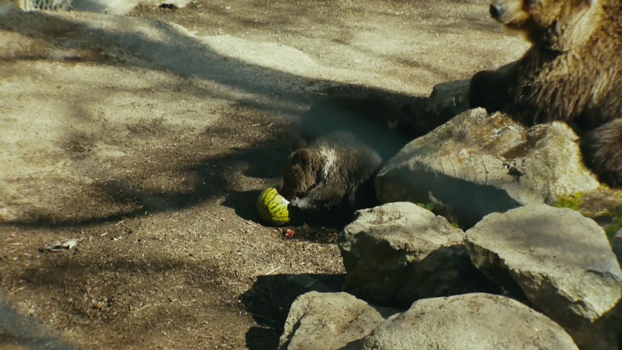 ZOOM IN of a bear cub playing in the water. Stockholm, Sweden.