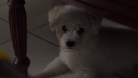 loud barking white toy poodle while lying on the ground