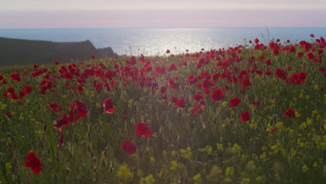amapolas rojas en campo costero en west pentire, cornualles, reino unido